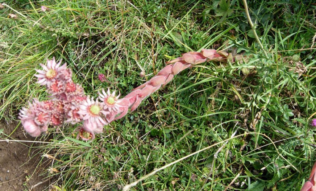 Dubbi su un vecchio Sempervivum